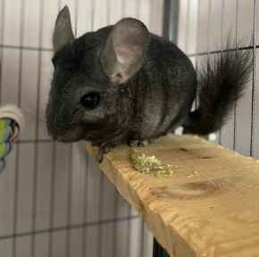 Picture for category Exotics